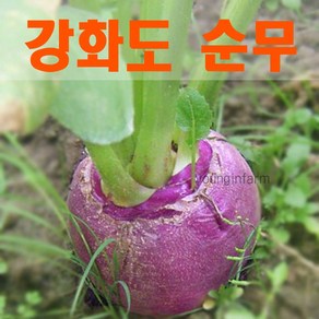 강화도 생산 가을 생 순무 10kg 무청 있습니다 [영인팜]