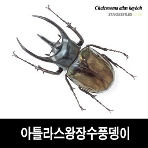 아틀라스장수풍뎅이 표본 [L16-18] Chalcosoma atlas keyboh