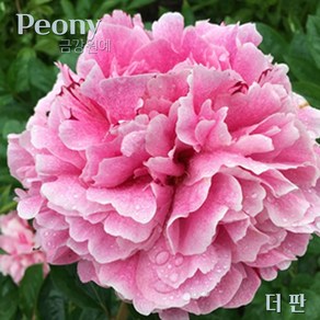 작약(Peony) 숙근 입고 더판(2~3촉) 금강원예, 1개