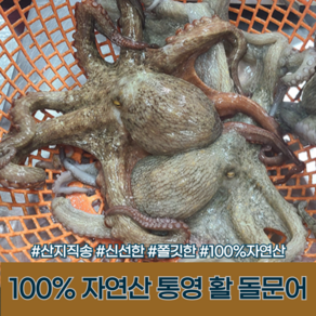 [다정한건어물] 살아있는 100% 자연산 활 돌문어 (아이스박스 포장), 1박스, 1kg (1~6미)