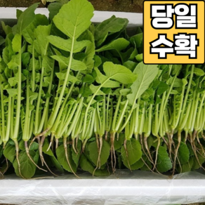 [당일수확] 어린 열무 아기 열무 공품 열무, 1박스, 아기 열무(애기 열무) 2kg