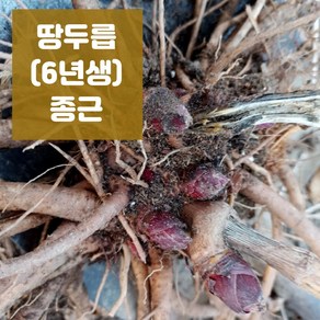 땅두릅 묘목 독활 바로 수확하는 6년생 종근(모종) 5구 10구 20구, 10구(촉), 1개