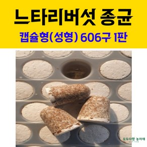 [2025년도 ] 모두다팜 버섯종균 느타리버섯종균 606구 버섯종균 캡슐형 성형 느타리종균 버섯재배 버섯키우기 버섯 접종 버섯키트 버섯배지, 1개