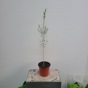 실내공기정화식물 오일나무 티트리 소품 15-25cm 39, 1개