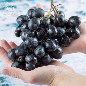 [웰굿] 달콤한 씨없는 세이블 블랙 포도 1kg(2-3수), 없음, 1개