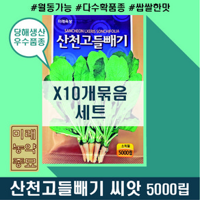 당해생산 산천고들빼기 씨앗 5000립 (X10개세트)- 노지월동가능 국산 꼬들빼기 씨앗 씀바귀 씨앗, 10개