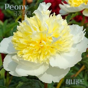 작약(Peony) 숙근 입고 허니골드(2~3촉) 금강원, 1개