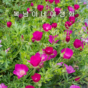 와인컵쥐손이 15cm포트 [1포트 복남이네야생화 모종 쥐손이 포피말로우 poppy]