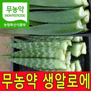 친환경 무농약인증 알로에베라 2kg 5kg 알로에생잎 생알로에 농장직송