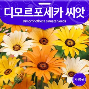 디모르포세카 씨앗 꽃씨 꽃씨앗 종자 야생화 100알