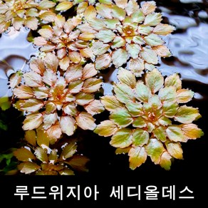 수초몰 루드위지아 세디올데스 (1줄기) 초보자수초 자연수초 인기수초 초보수초 키우기쉬운수초 모스 수초맛집