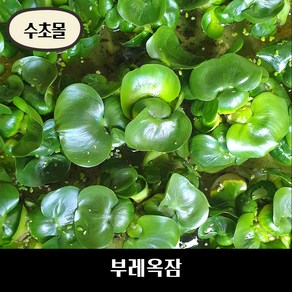 [수초몰] 부레옥잠 / 대표적인 부상수초, 1개, 1개