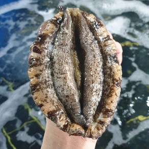 홈쇼핑 완도 산지직송 왕특대 활 전복 선물용 특전복 1.5kg 16마리, 1.5kg 16마리 (90~100g내외), 1개, 1.5kg 16마리 (90~100g내외)