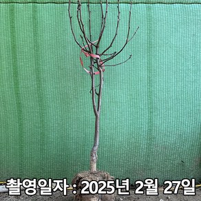 착한가격 나무생각 / 배나무 / 신고 / 성목 4년생 / 결실주, 1개