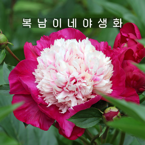 화이트캡 [1포트 복남이네야생화 작약 목단 피오니 peony], 1개