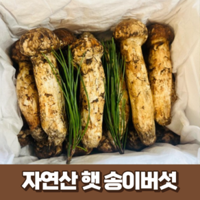 [최고급] 자연산 냉동 송이버섯 500g 1kg 국산 산지 직송 생 송이버섯 국내산 명절 추석 부모님 선물세트 (선물박스+황금보자기)