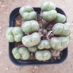 [수암다육] 코노피튬 프레파붐 랜덤발송 Conophytum paepavum 랜덤발송 다육 다육이 다육식물 578, 1개