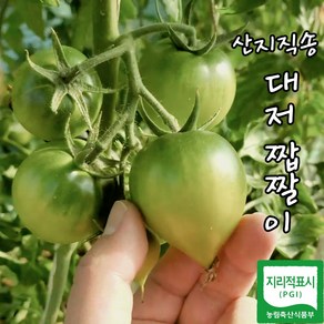 단짠미가득 당일수확 산지직송 짭짤이 대저토마토, 1박스, 대저토마토 2.5kg(대과)