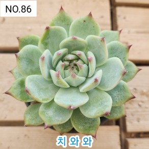 다육식물- 희귀 다육 100가지 모아보기, [NO. 86] 9cm 포트, 1개