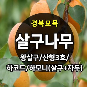 [경북농원] 살구나무 접목묘 특묘 (왕살구/산형3호/하코드/신사대실)