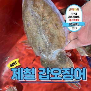 살아있는 횟감가능한 국내산 갑오징어 생물, 1박스, 갑오징어 1kg