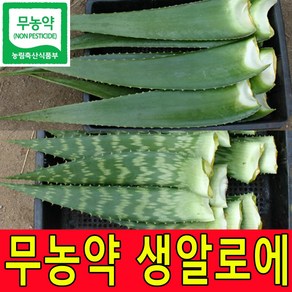 친환경 무농약인증 알로에베라 2kg 5kg 알로에생잎 생알로에 농장직송