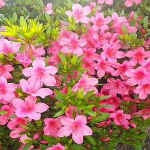연세원예 석암철쭉 (철쭉) 5주 (키30cm) 서감철쭉 / 생명력강한, 1개, 갯수