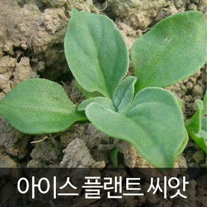 아이스플랜트 씨앗 허브씨앗 허브 종자 채소 씨 500알, 1개