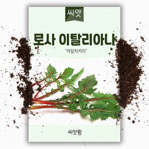 로사이탈리아나 (700립) 잎치커리/치커리씨앗