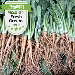 [농장직송] 고창 황토 고들빼기 햇 꼬들빼기, 2kg