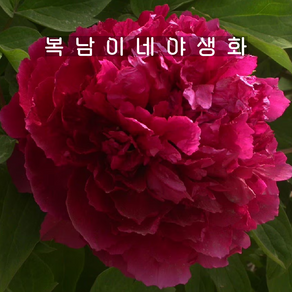 개량꽃목단 백원홍화 3지이상 [1뿌리 복남이네야생화 목단 피오니 peony] 뿌리묘, 1개