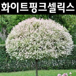 무늬버들(화이트핑크셀릭스/하쿠로니시키) 나무 묘목 삽목2년 포트3개