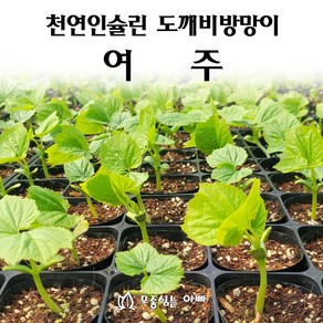 [모종심는아빠] 천연인슐린 도깨비방망이 여주 모종(컵포트), 1개