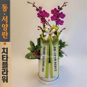 치타플라워 서양란 미니 호접 만천홍 [p04-0504] 승진 축하 개업 결혼 기념일 화분 서양난 동양난 동양란 전국 배송, 1개