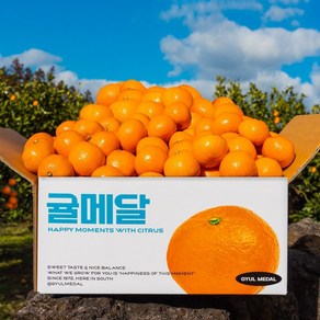 당도 선별 11Bix 감귤 제주 직송, 고당도 타이벡 3kg 로얄과(2S-M), 1박스