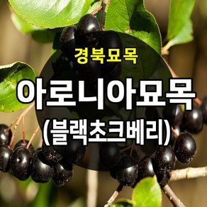 [경북농원] 우수한 아로니아묘목 2-3년생 묘목 (블랙초크베리묘목), 1개, 아로니아 3년생