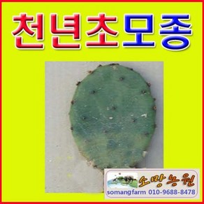 (DB소망)천년초 줄기모종(1kg 약10-15개), 1개