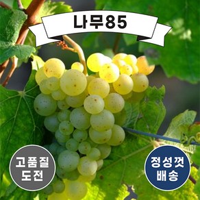 (나무85) 청포도(샤인머스켓) 키 60 ~ 80cm 내외 지주목 포트, 1개