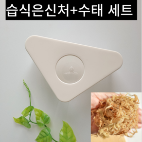 이지크레 도마뱀 습식 은신처 크레스티드 게코 산란통, 1개, 아이보리