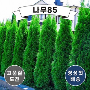 (나무85) 에메랄드그린 4치 포트, 2개