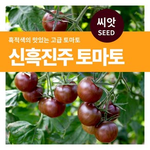 마이플랜트 신흑진주 토마토 야채 씨앗 30립, 1개