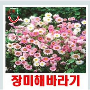 희귀씨앗 장미해바라기 혼합 15립, 1개