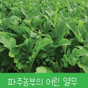 싱싱한 어린열무 여린열무 2kg 4kg 당일수확 당일배송 산지직송, 1개