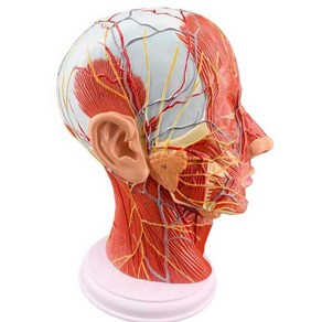 뇌혈관 해부 모형 안면 근육 신경 실험실 두개골 모델, 피부 배율 70배 2개 분할 가능