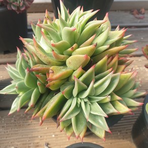 [수암다육] 긴잎적성 랜덤발송 Echeveria agavoides 'Akaihosi' 랜덤발송 다육 다육이 다육식물 093 적성