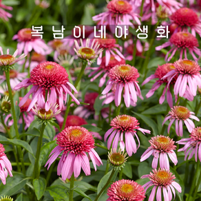 겹에키네시아 버블검 [1포트 복남이네야생화 모종 핑크 에키나세아 echinacea], 1개