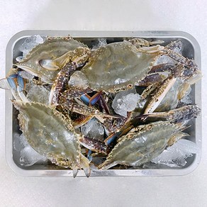 당일어업 신진도 빙장포장 활 가을꽃게, 1개, 5kg(15-25미)