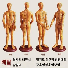 모형 인체 침자리 교육 전신 침구학 혈자리, 브론즈남성(핸드회전가능)62CM 메디컬초청각주