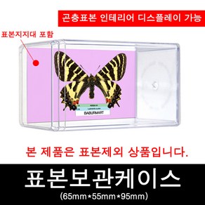 곤충표본보관케이스65mmX55mmX95mm