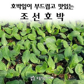 [모종심는아빠] 호박잎이 부드럽고 맛있는 조선호박 모종, 10개